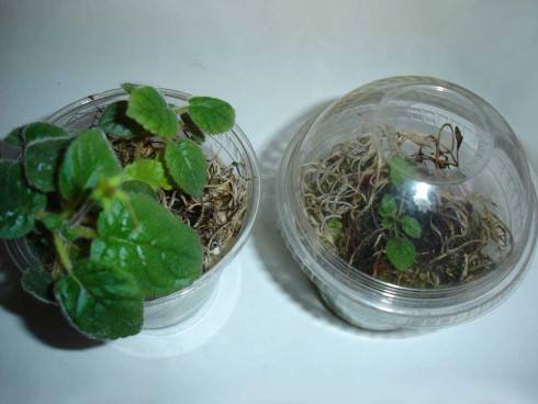 mini HCY's Blue Ice x self, micro mini Snowflake.jpg