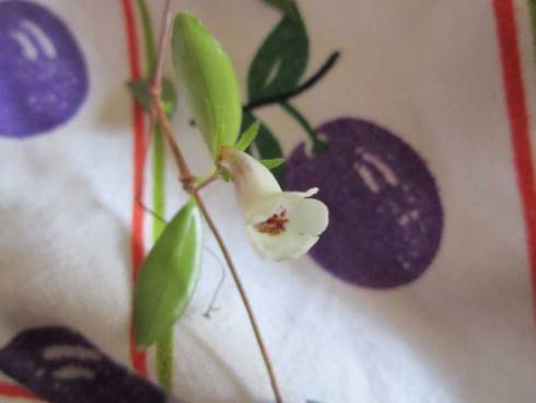 Codonanthe gracilis.jpg