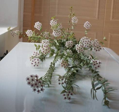 Hoya bella.jpg