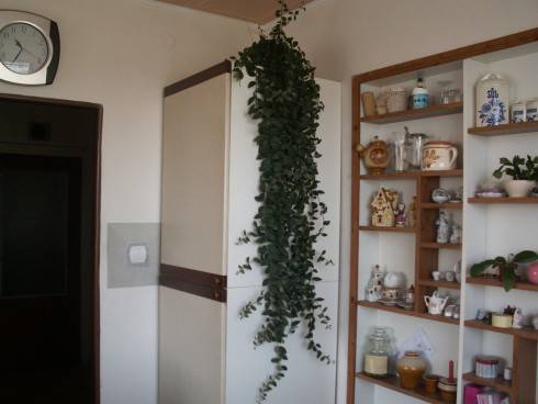 Aeschynanthus.jpg