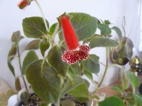 kohlerie.jpg