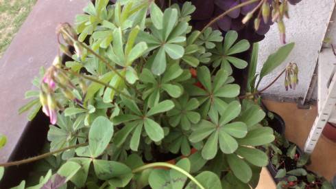 2012-05-30-060.jpg