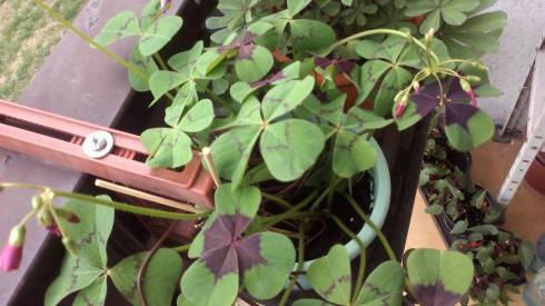 2012-05-30-061.jpg