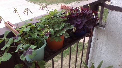 2012-05-30-062.jpg