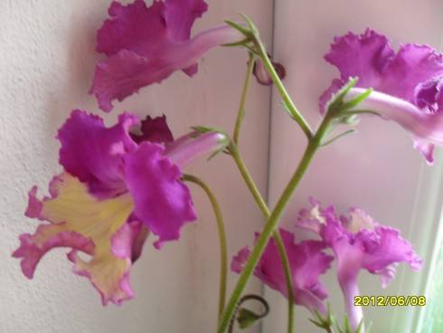 květen2012 163.jpg