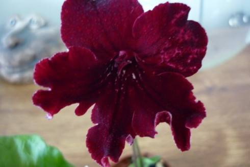 DS-Krovavaia Roza.jpg