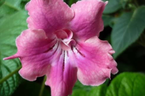 TsF-Kamilla.jpg