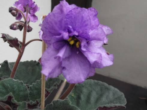 Gorgeous Lilac.jpg