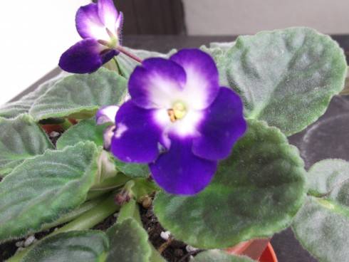 DSCF0036.jpg