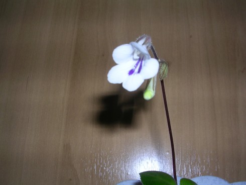 Primulina tamiana.jpg