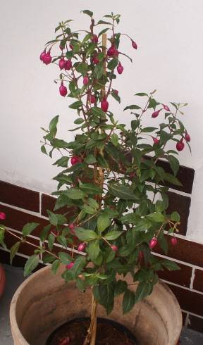 PICT0007.JPG