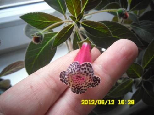 Heartland's Blackberry Butterfly.jpg