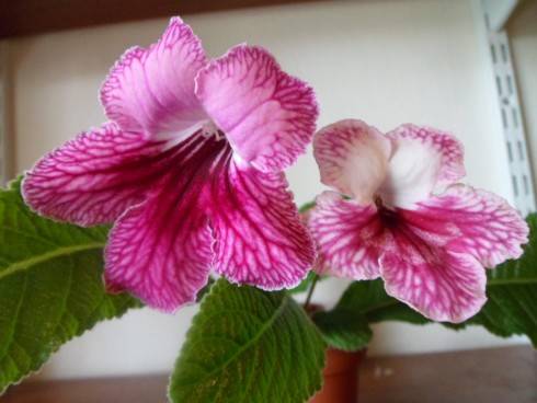 Shamakhanskaia Tsaritsa, Alabaster Rose.jpg