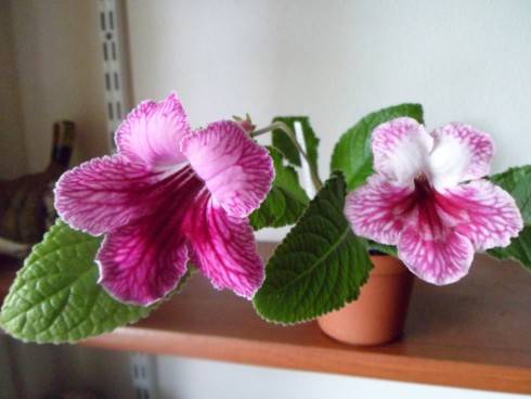 Shamakhanskaia Tsaritsa, Alabaster Rose.jpg
