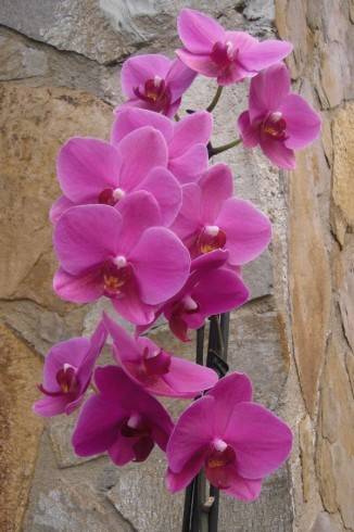 Dášenčin Falenopsis.JPG