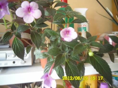 Peach Blossom.jpg