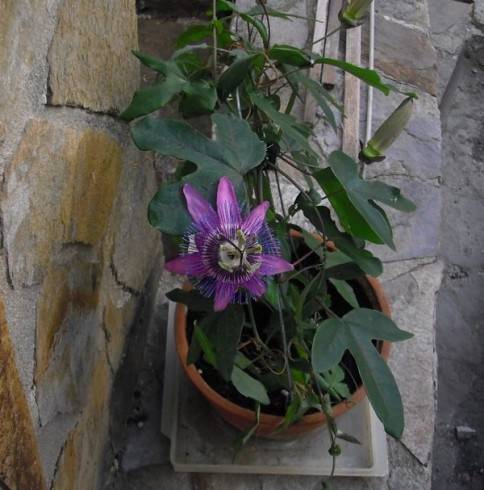 Passiflora, violacea.JPG