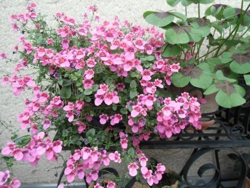 CIMG0455.JPG