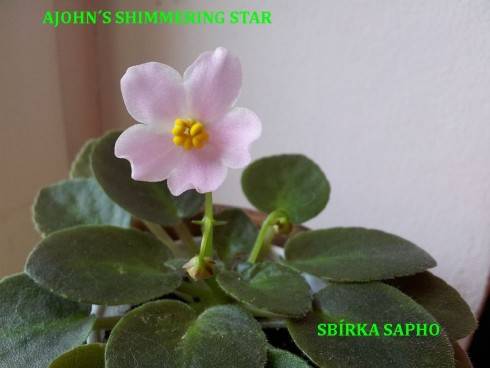 Ajohn's Shimmering Star.jpg