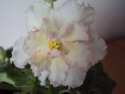 Sunkissed Rose.jpg