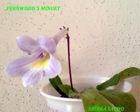 Fernwood's Minuet.jpg