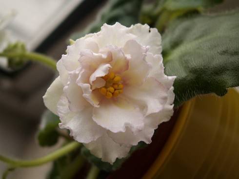 Sunkissed Rose.jpg