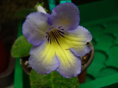 JL-Scent of Lavender.jpg