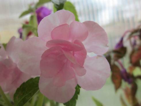 Double Pink Rose.jpg