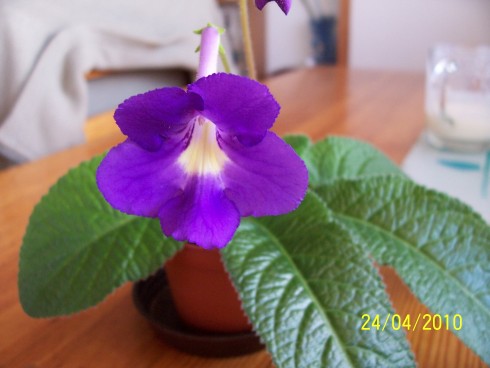 streptocarpus 001.jpg