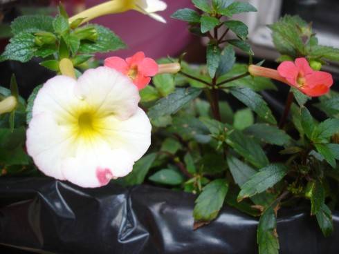 Amie Saliba, A. admirabilis.jpg