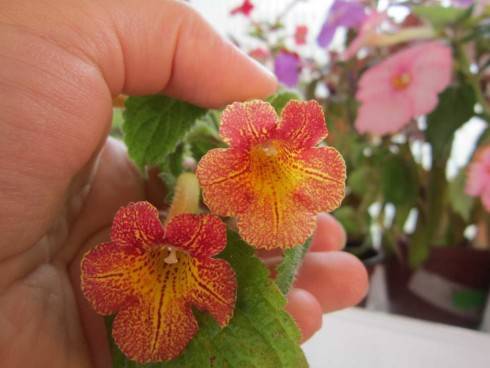Achimenes antirrhina.jpg