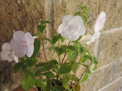 Double Picotee Rose.jpg