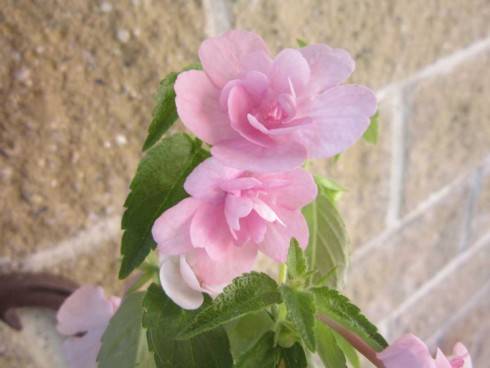 Double Pink Rose.jpg