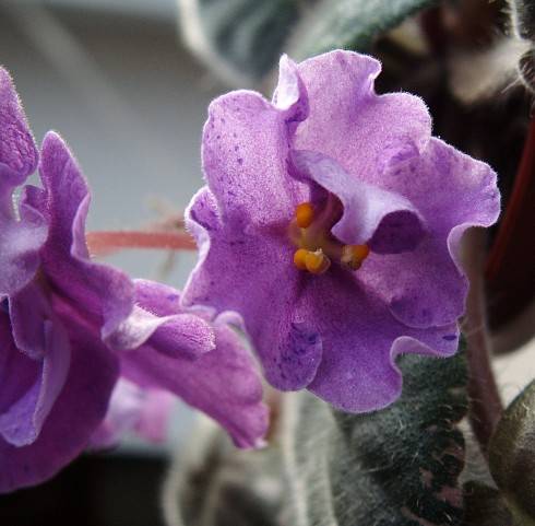 Flora Queen.jpg