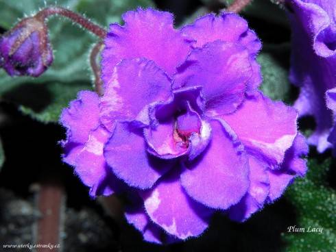 Plum Lacy.jpg