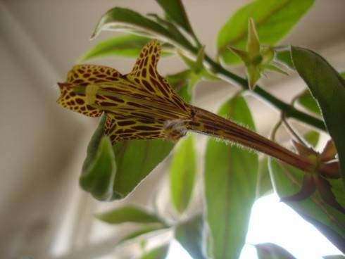 Columnea schiedeana.jpg