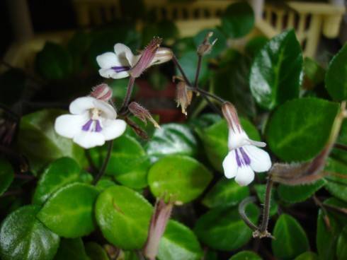 Primulina tamiana.jpg