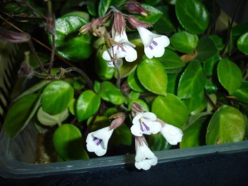 Primulina tamiana.jpg