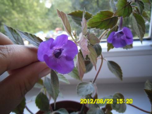 Violacea Semi-Plena.jpg