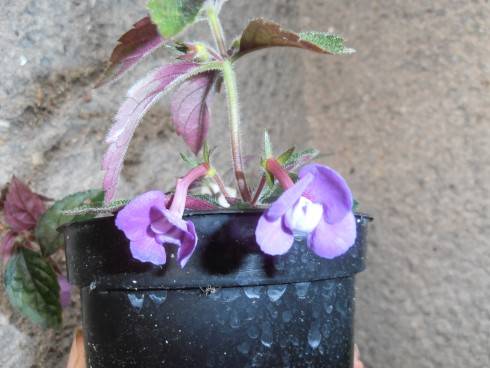 Violacea Semi-Plena.jpg