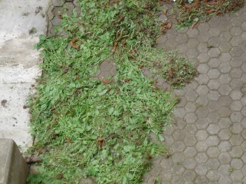 DSC00008.JPG