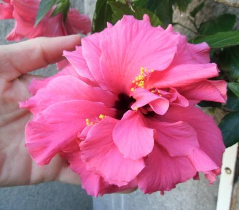 CIMG1013.JPG