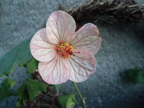 CIMG0870.JPG