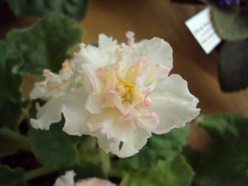Sunkissed Rose.jpg