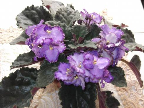 Waterdancer.jpg
