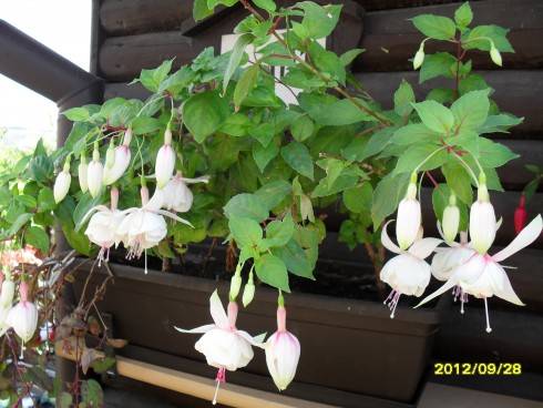 Švýcarsko 2012 299.jpg