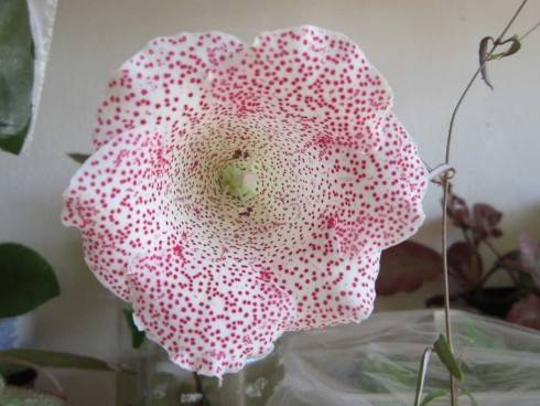 Tigrina Pink.jpg