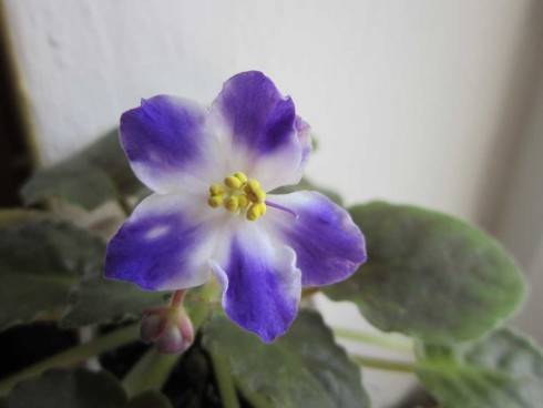 Bloomlover's Spirit.jpg