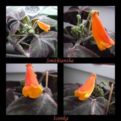smithiantha.jpg