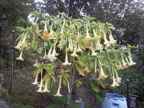 Datura2.jpg